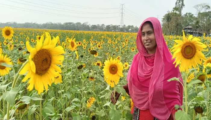 সূর্যমুখীর হাঁসিতে বদলে যাচ্ছে নারীর জীবন