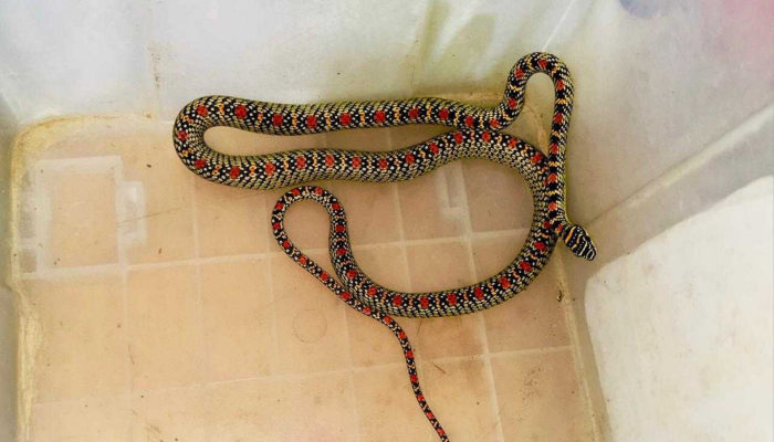 বাসা থেকে উদ্ধার হলো কালনাগিনী সাপ