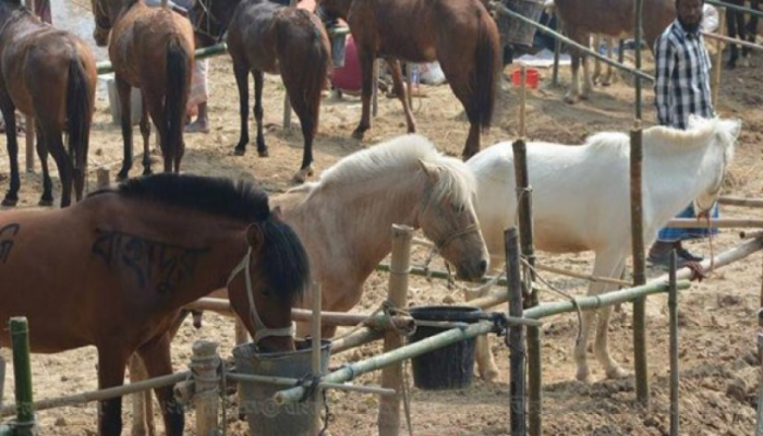 জবাইয়ের উদ্দেশ্যে রাখা ১৩ ঘোড়া উদ্ধার