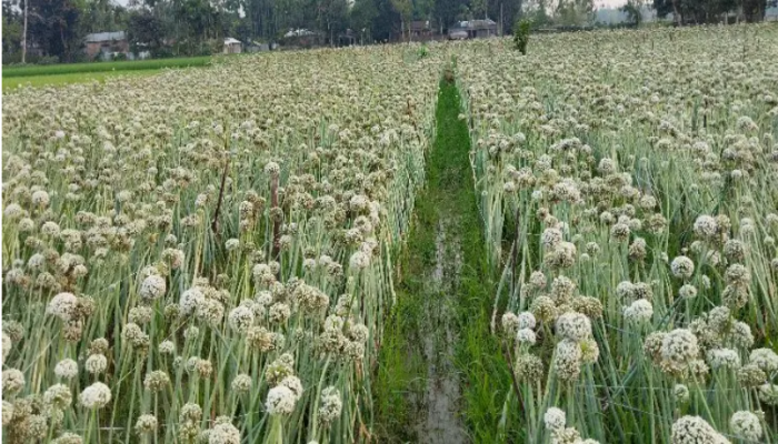 কালো সোনায় আশার আলো!