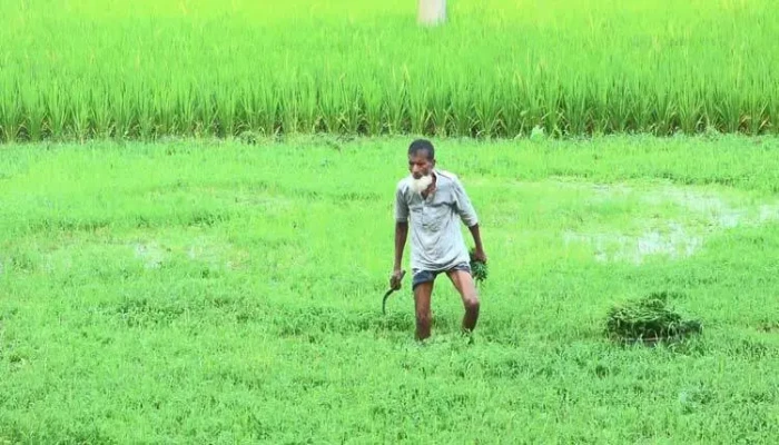 উত্তরের কৃষিতে বৈপ্লবিক পরিবর্তন