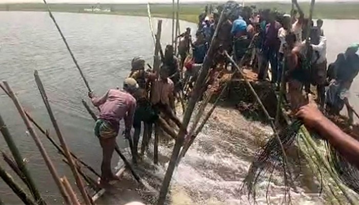 বাঁধ ভেঙে পানির ঢল, বোরো ধান বাঁচাতে কৃষকদের প্রাণপণ চেষ্টা