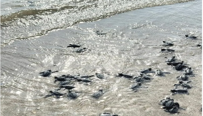 টেকনাফ উপকূলে ৩১৪ সামুদ্রিক কাছিমের বাচ্চা অবমুক্ত