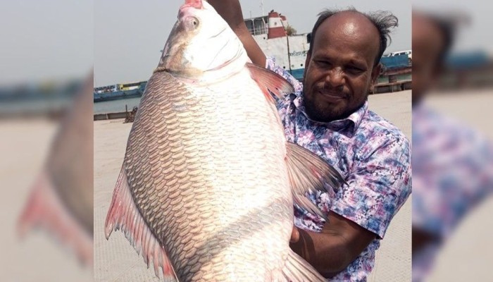 পদ্মায় ধরা পড়ল সাড়ে ১০ কেজির কাতল
