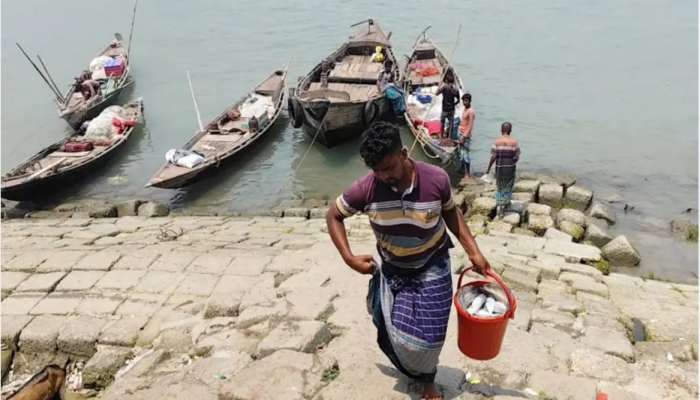 নিষেধাজ্ঞার মধ্যেই চলছে ইলিশ ধরার মহোৎসব