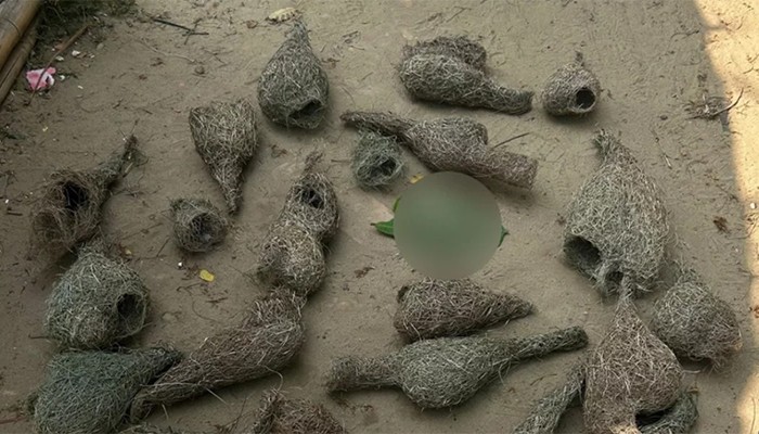 ধান খাওয়ার 'অপরাধে' প্রাণ গেল বাবুই পাখির ৩০ ছানার