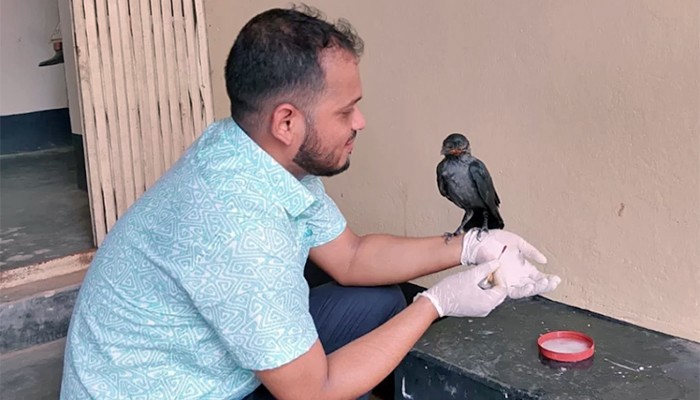 ​চিকিৎসা নিতে পশু হাসপাতালে উড়ে এলো অসুস্থ কাক