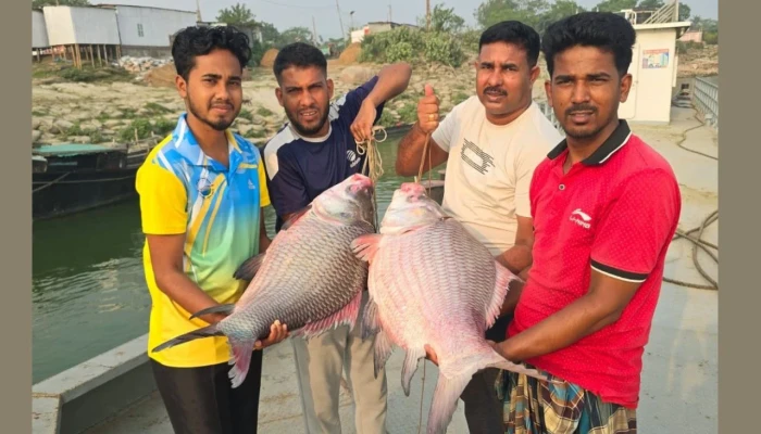গোয়ালন্দে পদ্মার দুই কাতল বিক্রি লাখ টাকায়