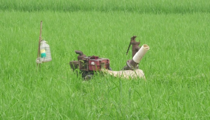 উত্তরে ঝুঁকিতে বোরো চাষ  : চলছে বিদ্যুতের আসা-যাওয়া
