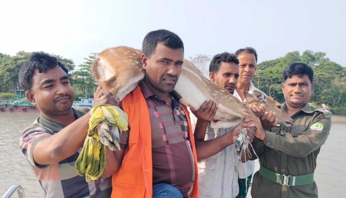 লোকালয়ে ঢুকে পড়া চিত্রা হরিণ উদ্ধার