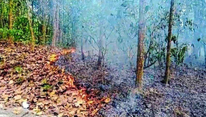 গারো পাহাড়ে আগুন, ধ্বংসের মুখে জীববৈচিত্র্য