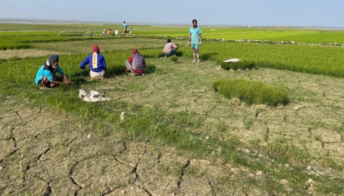 সংকটের মধ্যে দাম বৃদ্ধি: দুশ্চিন্তায় চাষিরা