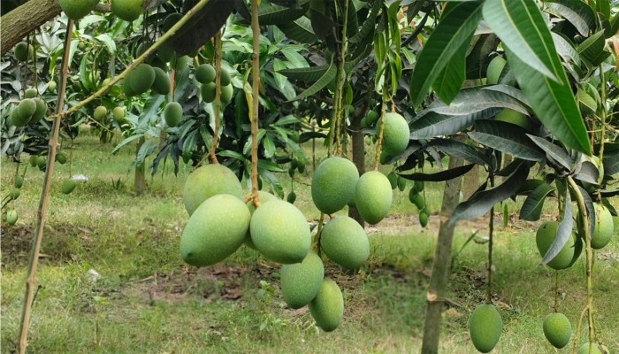 চলতি মৌসুমে আমের ফলন ২৭ লাখ টন ছাড়াতে পারে