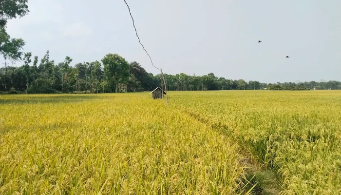 বিদ্যুৎ-জ্বালানি সংকটের পাশাপাশি ধানের দামে ধস, দুশ্চিন্তায় কৃষকরা
