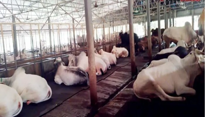 ‘হোটেলে’ থাকছে গরু, দিনে খরচ ২০০ টাকা