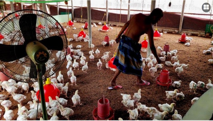 লোডশেডিংয়ে মরে যাচ্ছে মুরগি, মহা সংকটে খামারিরা