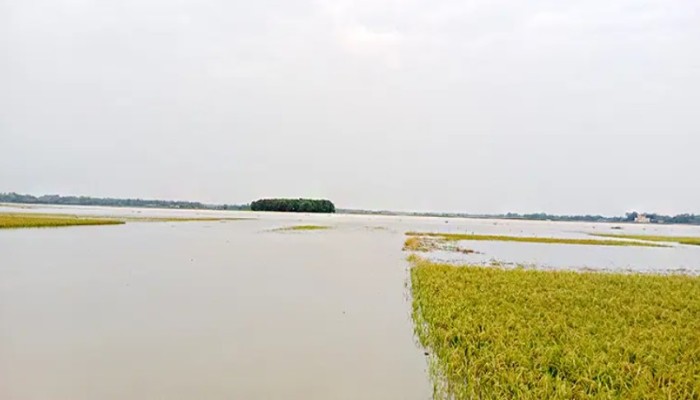 পাহাড়ি ঢল-বৃষ্টিতে তলিয়ে গেছে বোরো ফসল, দিশেহারা কৃষক