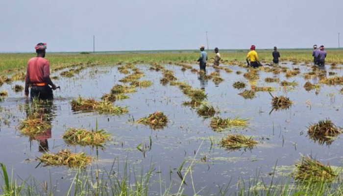 হাওরের সব ধান ডুবে গেছে, কাঁদছেন কৃষক