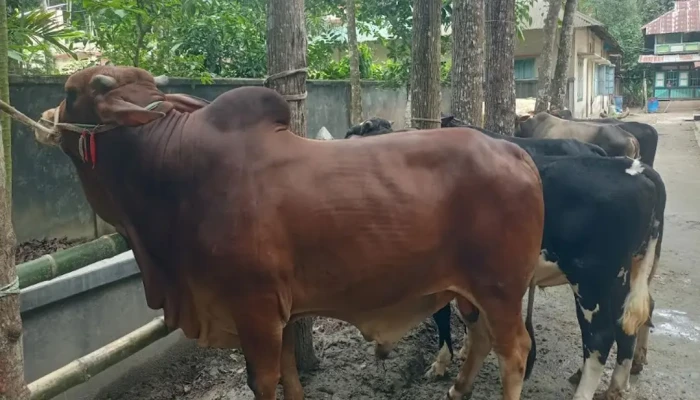 কুরবানির হাট কাঁপাতে প্রস্তুত এক টনের ‘লাল মিয়া’