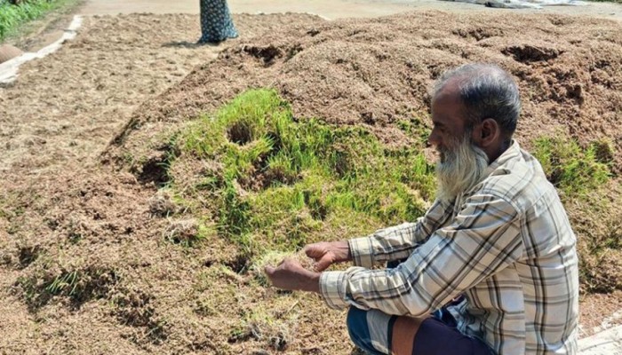 ভেজা ধানে গজিয়ে যাচ্ছে চারা