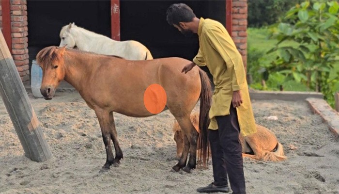 কী দোষ ছিলো ঘোড়াগুলোর!