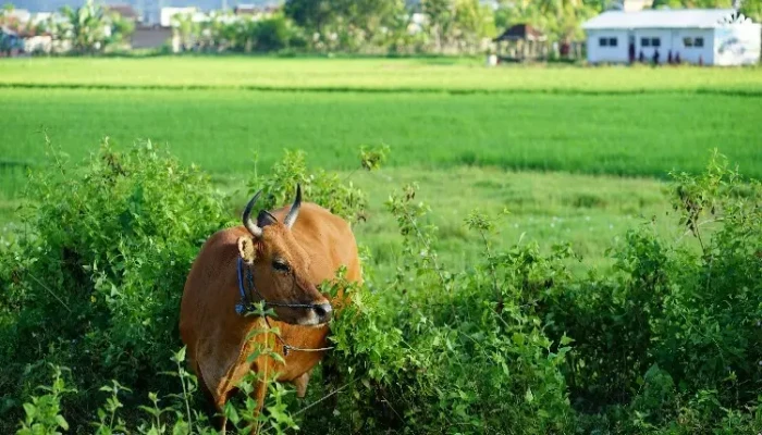 হজে থাকা ব্যক্তি নিজ দেশে কোরবানি করতে পারবেন?