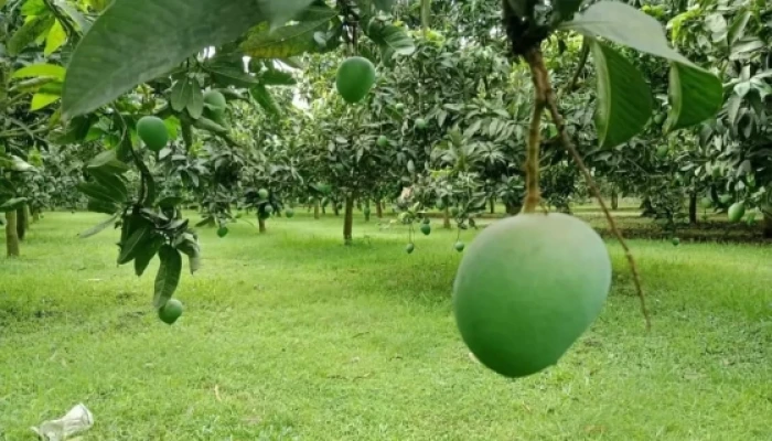জুনে আসছে রংপুরের হাঁড়িভাঙ্গা আম