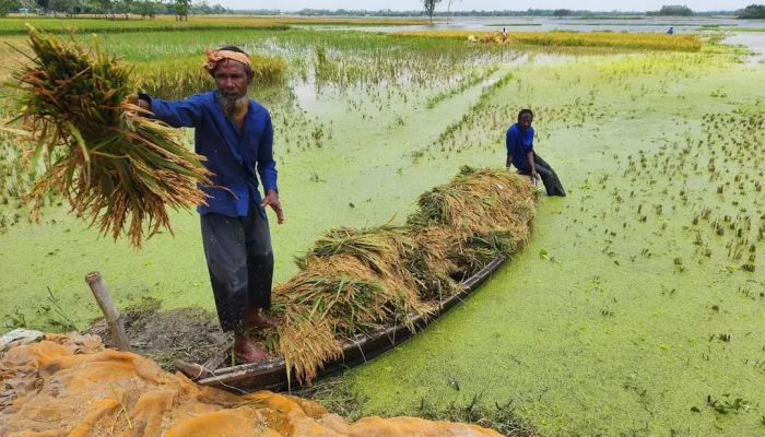 এক মণ ধানের দামেও মিলছে না একজন শ্রমিক