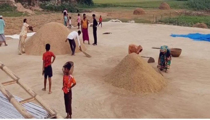দুর্যোগ-দরপতনে দিশাহারা হাওড়ের কৃষক
