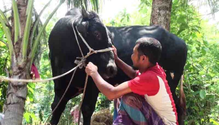 বাজিমাতের অপেক্ষায় ‘রাজা মিয়া’