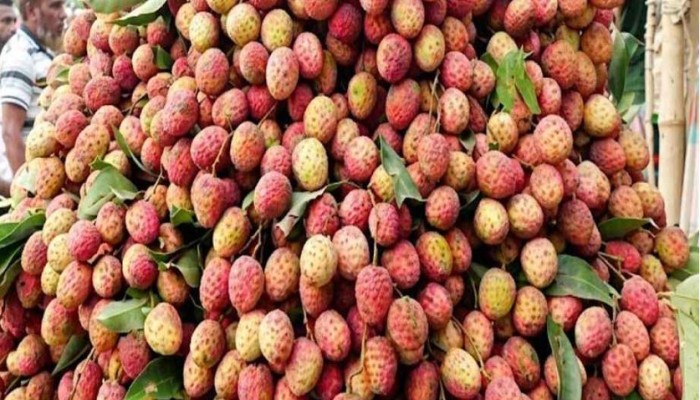 নড়াইলে লিচুর বাগানে দুই কোটির টার্গেট