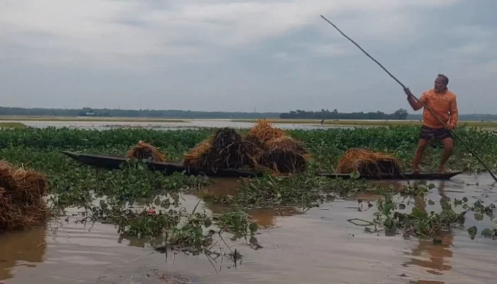 হাওরে জলাবদ্ধতায় বাড়ছে ক্ষয়ক্ষতি