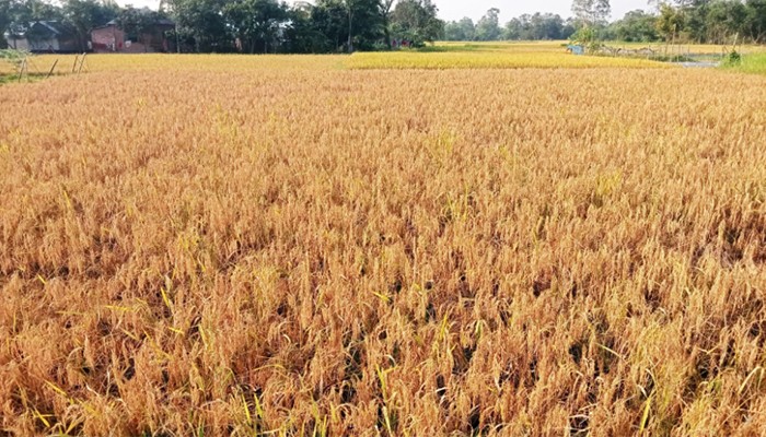 ​শ্রমিক সংকটে মাঠেই ঝুঁকিতে পাকা ধান, দুশ্চিন্তায় কৃষক