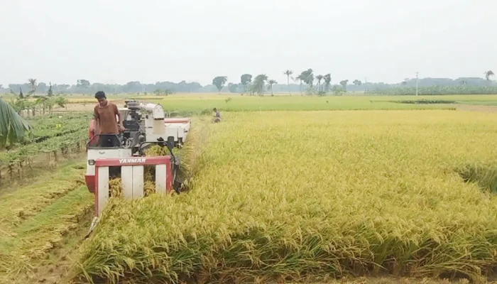 যশোরে ভর্তুকিতে কেনা ৮১ কম্বাইন হারভেস্টারের অর্ধেক উধাও