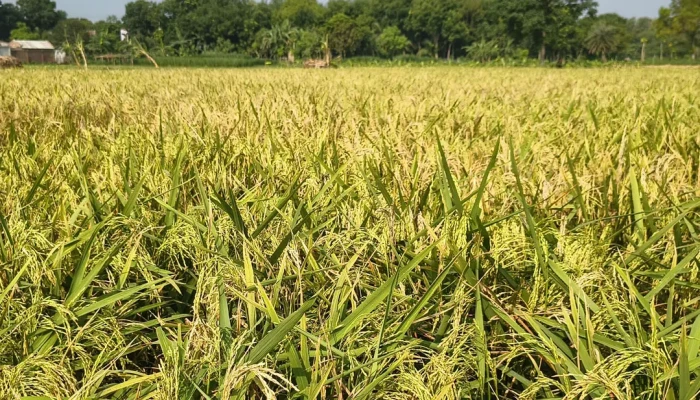 ধান বীজে ভেজাল: দিশেহারা মেহেরপুরের কৃষক