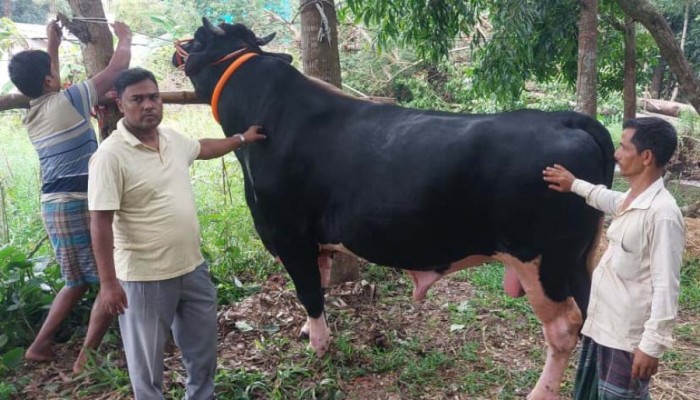 ৩৩ মণ ওজনের ‘কালো মানিক’ দেখতে খামারে ভিড়