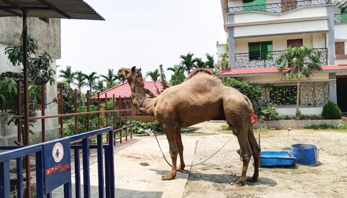 পশুর হাটে রাজস্থানের উট, দাম ৩২ লাখ টাকা