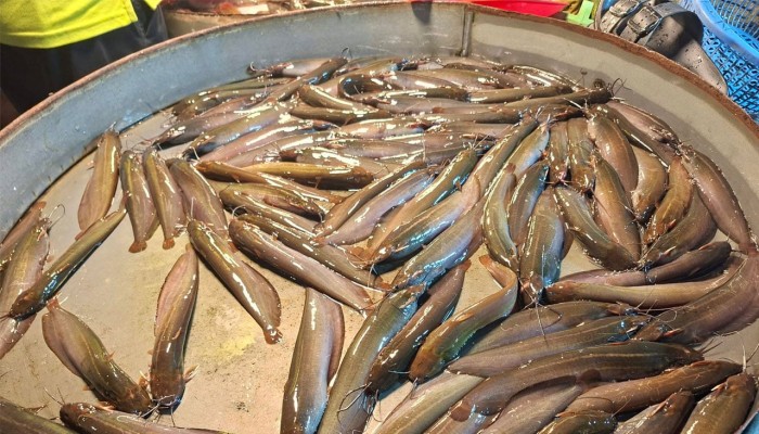 ২০০ নিচে নেই মাছ: ১০০ কাছাকাছি বেশির ভাগ সবজি
