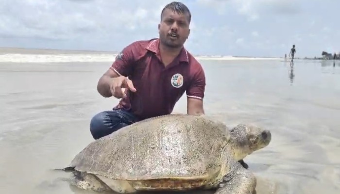 সৈকতে ভেসে আসল বিরাট আকৃতির  জ্যান্ত কচ্ছপ