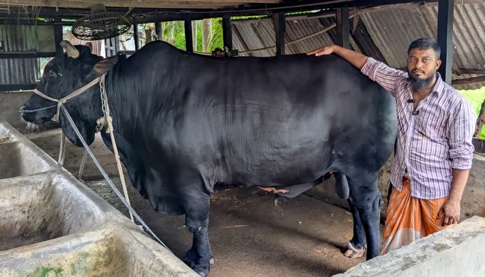 কোরবানির হাট:  আলোচনায় বেগম খালেদা জিয়ার ষাড়টি!