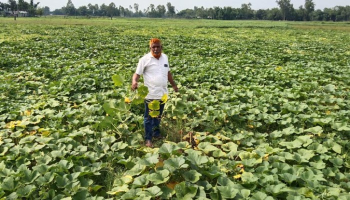 মিষ্টি কুমড়ার ফলনে বিপর্যয়ে ক্ষতির মুখে কৃষক