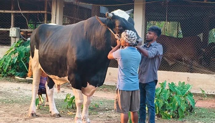 সুগন্ধি আতপ চালের ভাতে পেট ভরে সম্রাটের