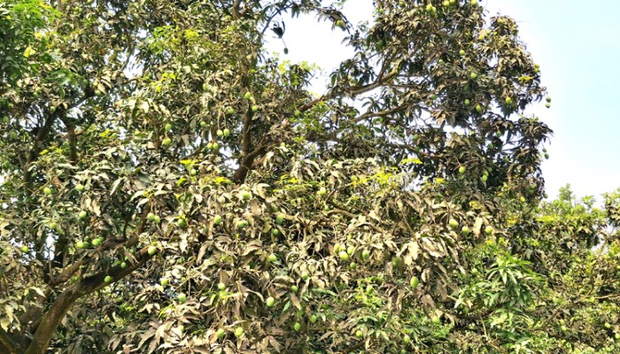 রাজশাহীর আমে ৮০০ কোটি টাকার সুবাস