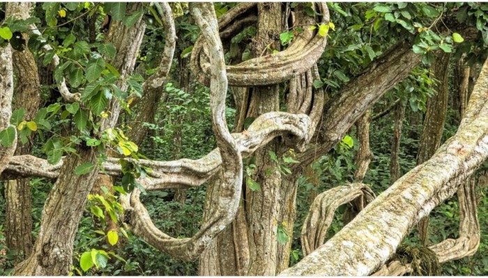 রহস্যময় বিচিত্র বৃক্ষে ভরা বিরলের শালবন
