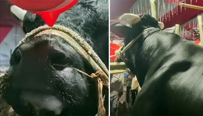 ​খায় আর বেশি চিল্লায়, তাই নাম ‘নাসীরুদ্দীন পাটওয়ারী’