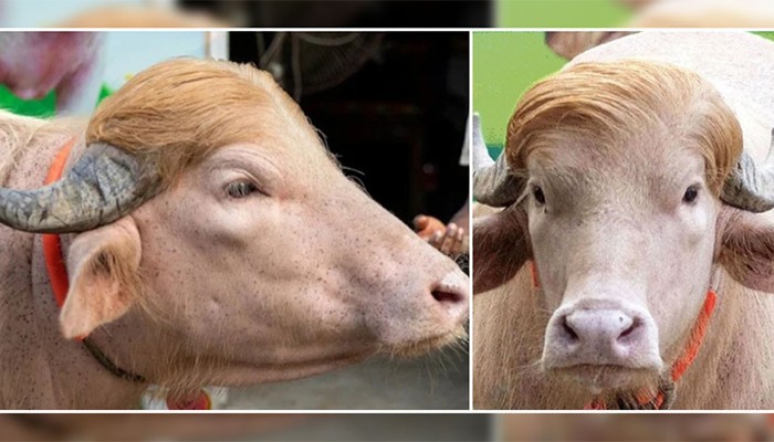 চিড়িয়াখানায় ‘ডোনাল্ড ট্রাম্প’, ফেরত দেওয়া হলো ক্রেতার টাকা