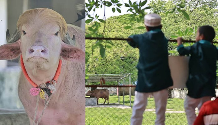 ​ঈদের বাড়তি আকর্ষণ ‘ডোনাল্ড ট্রাম্প’, চিড়িয়াখানায় ভিড়