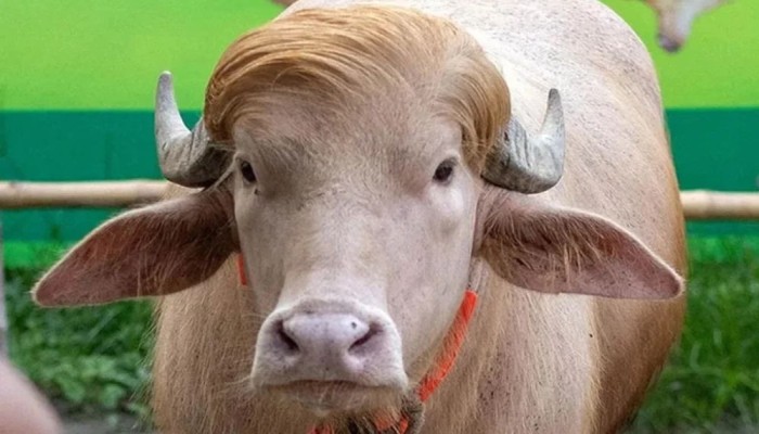 চিড়িয়াখানাতেও সেই মহিষের নাম ডোনাল্ড ট্রাম্প রাখায় চাকরি গেল