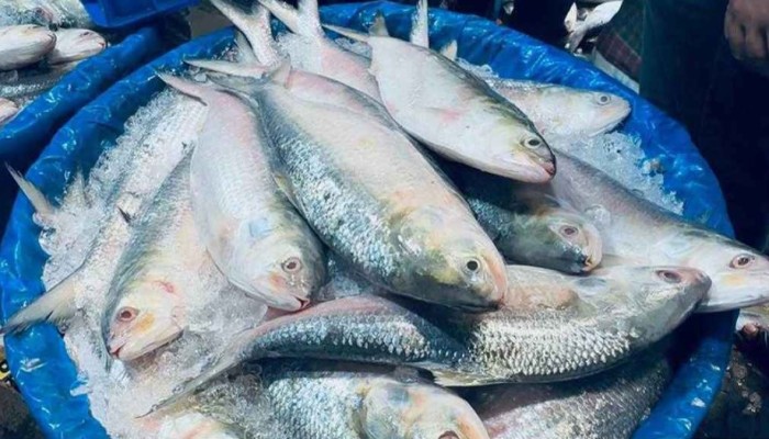 ভরা মৌসুমেও ইলিশের আকাল, দাম আকাশছোঁয়া