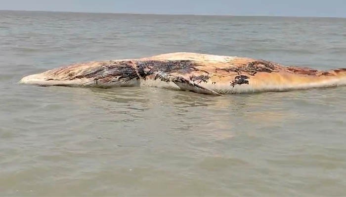 বঙ্গোপসাগরে ভাসছে বিশাল আকৃতির মৃত তিমি